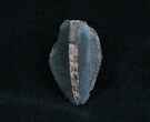 Large Unworn Triceratops Tooth #4002-1